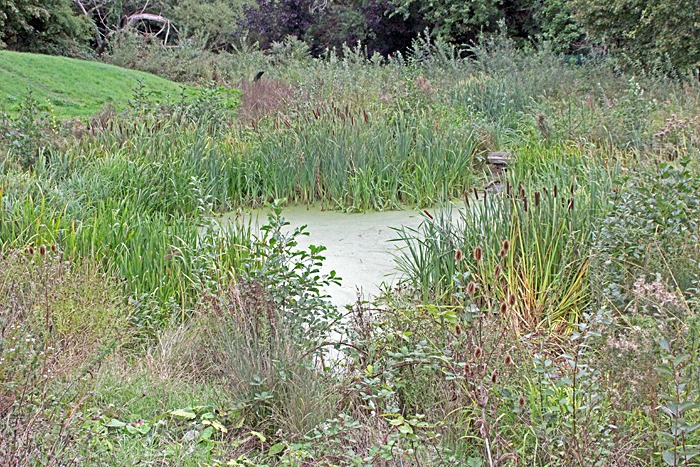 Pond with duckweed
